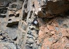 Rotskruiper (Wallcreeper) (Tichodroma muraria) - Yolin Am 22-08-2016 (12)